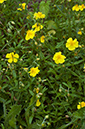 Helianthemum_nummularium_LP0681_15_Riddlesdown