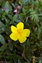 Helianthemum nummularium_LP0068_42_Headley_Heath