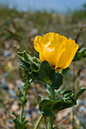 Glaucium_flavum_LP0008_68_Sandwich