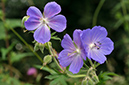 Geranium_pratense_LP0633_10_South_Croydon