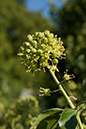 Hedera_helix_LP0029_17_Send