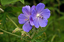 Geranium_pratense_LP0633_06_South_Croydon