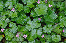 Geranium_lucidum_LP0443_05_Ockham