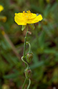 Helianthemum_nummularium_LP0681_11_Riddlesdown