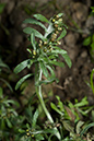 Gnaphalium_uliginosum_LP0185_51_Shalford