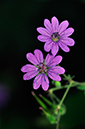 Geranium_pyrenaicum_LP0231_13_Ditton_Field