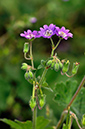 Geranium_pyrenaicuml_LP0254_20_Byfleet