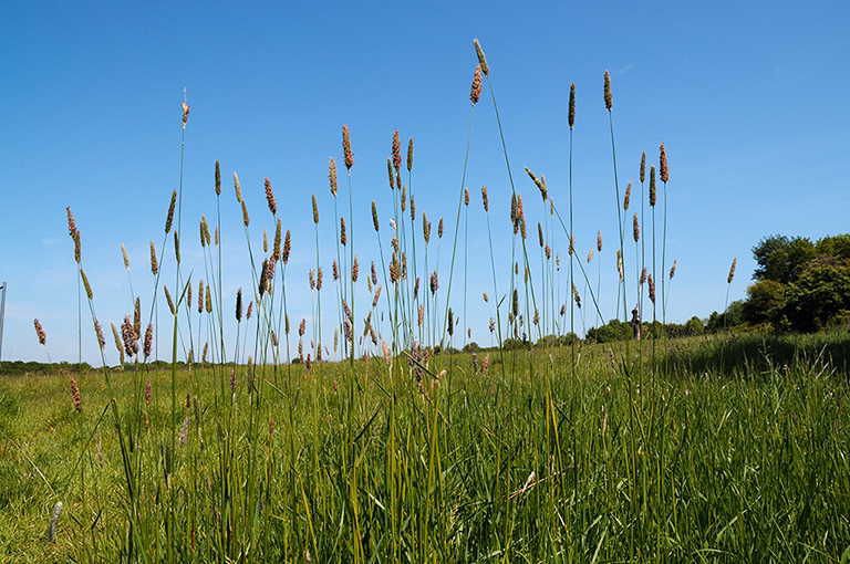 Alopecurus_pratensis_LP0363_29_Epsom