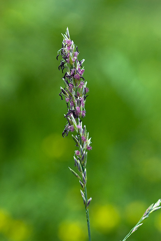 Molinia_caerulea_LP0221_15_Henley_Park