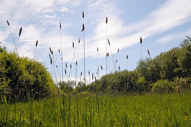 Alopecurus_pratensis_LP0363_04_Epsom