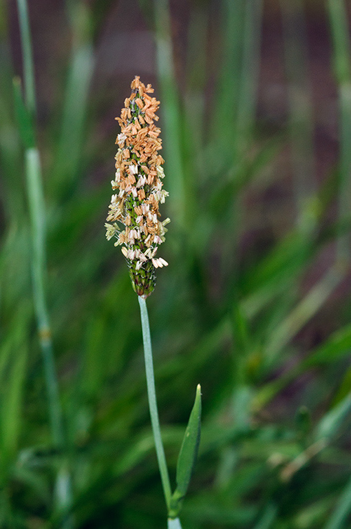 Alopecurus_geniculatus_LP0682_01_Nonsuch_Park