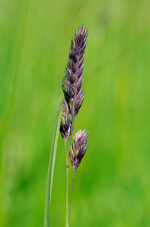 Dactylis_glomerata_LP0363_26_Epsom