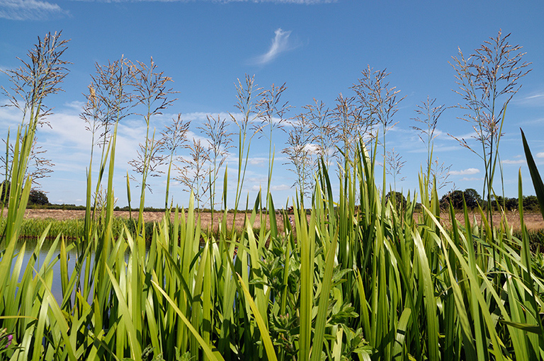 Glyceria_maxima_LP0375_50_Clandon_Wood