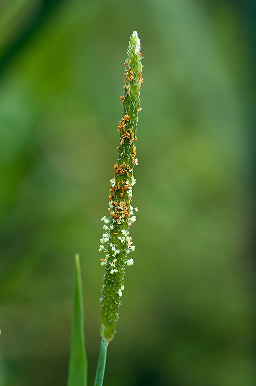 Alopecurus_aequalis_LP0218_35_Runnymede