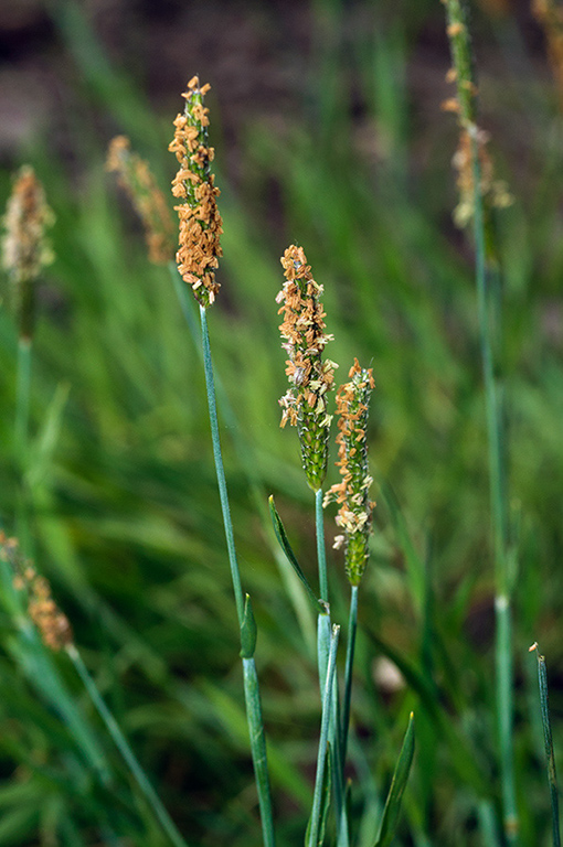 Alopecurus_geniculatus_LP0682_04_Nonsuch_Park