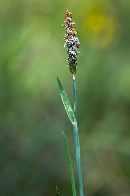 Alopecurus_geniculatus_LP0217_19_Backside_Common