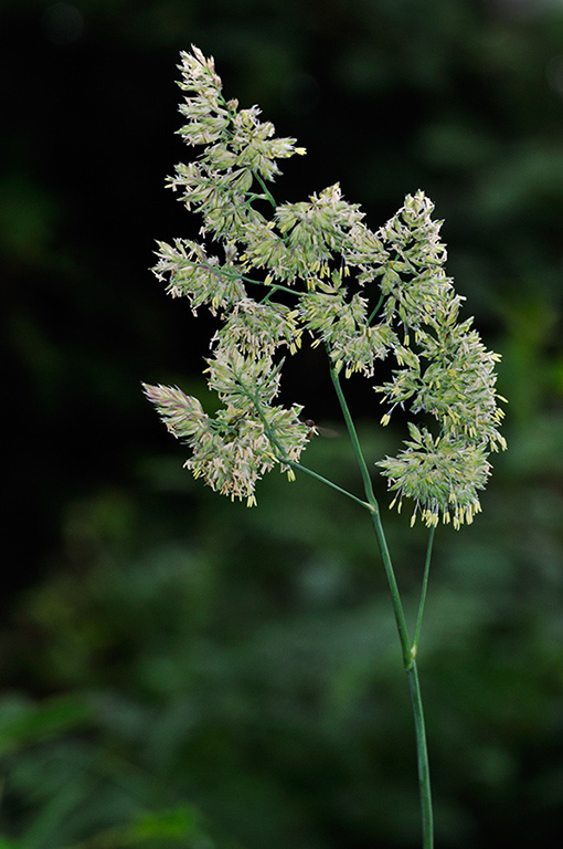 Dactylis_glomerata_LP0254_02_Byfleet