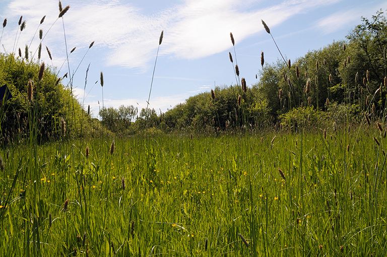 Alopecurus_pratensis_LP0363_03_Epsom