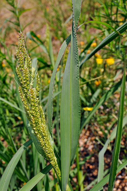 Echinochloa_crus-galli_LP0414_07_Crystal_Palace