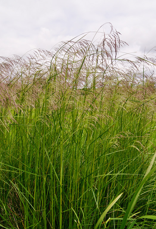 Deschampsia_cespitosa_LP0410_21_Burpham_Court_Farm