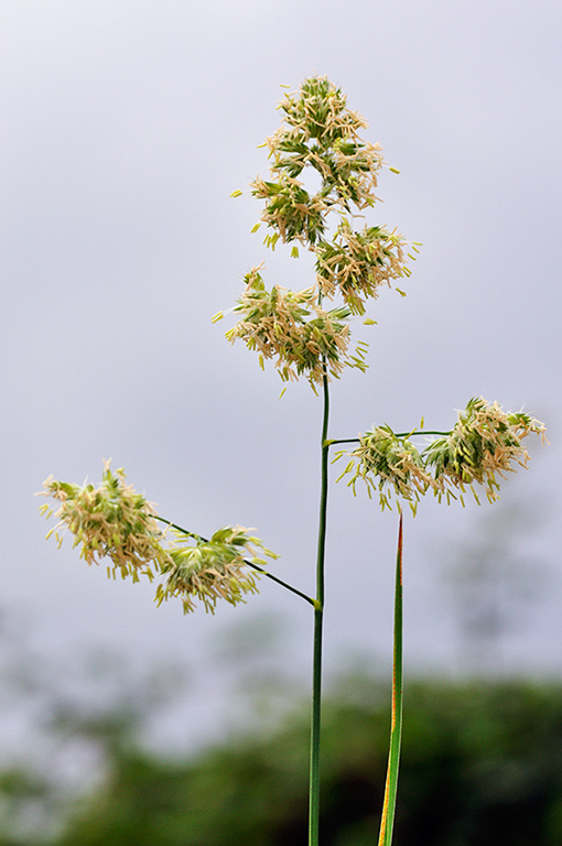 Dactylis_glomerata_LP0254_07_Byfleet