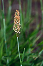 Alopecurus_geniculatus_LP0682_01_Nonsuch_Park