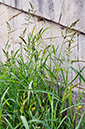 Echinochloa_crus-galli_LP0414_04_Crystal_Palace