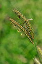 Hordeum_secalinum_LP0247_31_Tolworth