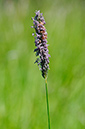 Alopecurus_pratensis_LP0363_16_Epsom