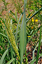 Echinochloa_crus-galli_LP0414_07_Crystal_Palace