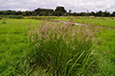 Deschampsia_cespitosa_LP0410_25_Burpham_Court_Farm