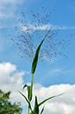 Panicum_capillare_LP0284_43_Great_Bookham