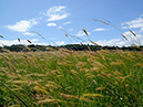 Hordeum_secalinum_LP0374_25_Runnymede