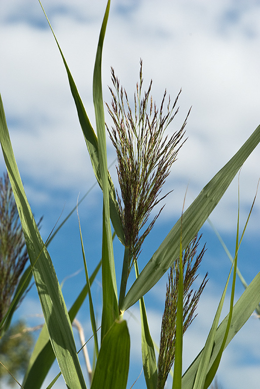 Phragmites_australis_LP0166_41_Ham