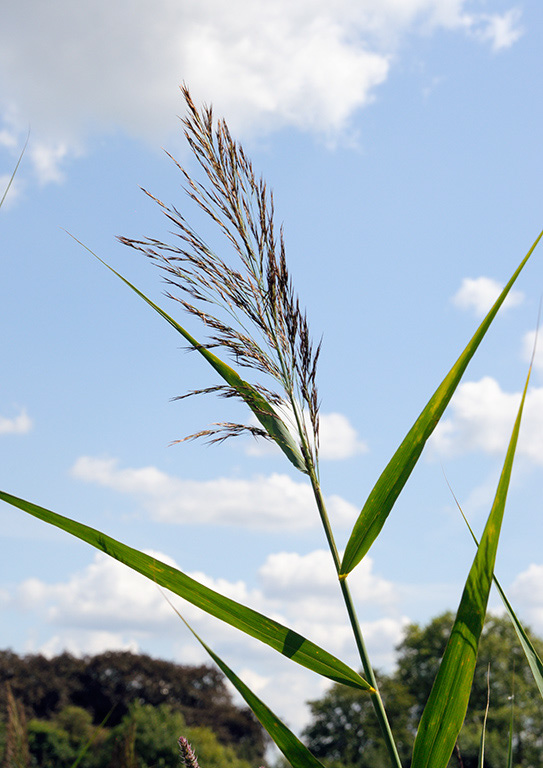 Phragmites_australis_LP0326_102_Hampton_Court