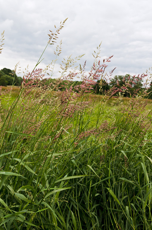 Phalaris_arundinacea_LP0410_32_Burpham_Court_Farm