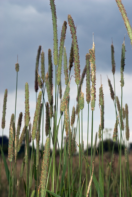 Phleum_pratense_LP0067_26_Chalkpit_Wood