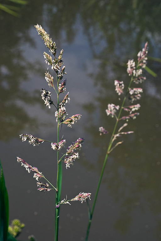 Phalaris_arundinacea_LP0152_66_Lingfield