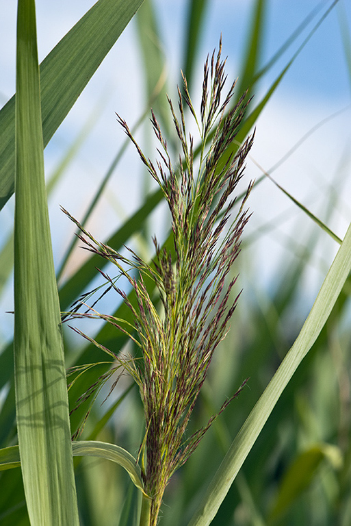 Phragmites_australis_LP0166_47_Ham