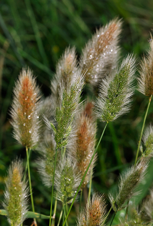 Polypogon_monspeliensis_LP0289_13_Thursley