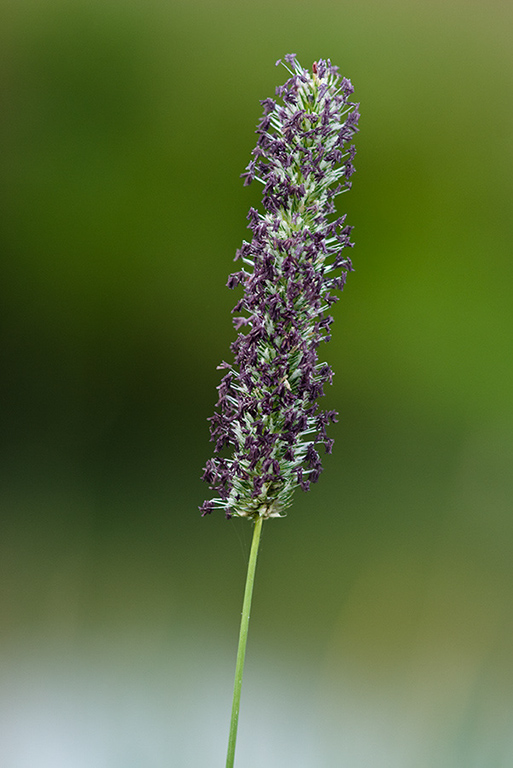 Phleum_pratense_LP0182_12_Chertsey_Meads