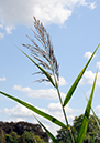 Phragmites_australis_LP0326_102_Hampton_Court