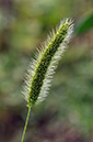 Setaria_viridis_LP0284_64_Great_Bookham