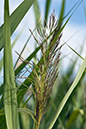 Phragmites_australis_LP0166_47_Ham