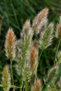 Polypogon_monspeliensis_LP0289_13_Thursley