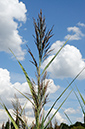 Phragmites_australis_LP0326_108_Hampton_Court