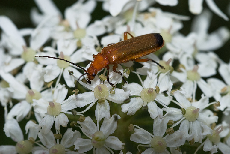 Heracleum_sphondylium_LP0067_38_Chalkpit_Wood