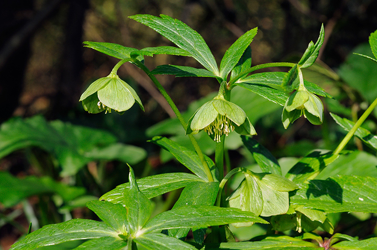 Helleborus_viridus_LP0302_02_Ranmore