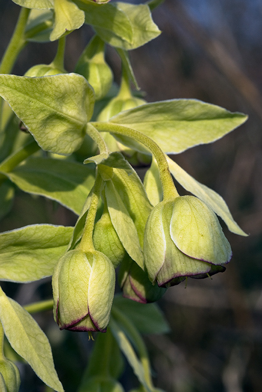 Helleborus_foetidus_LP0103_01_Riddlesdown