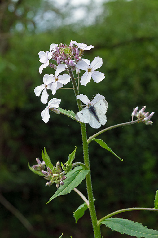 Hesperis_matronalis_LP0677_16_Sheffield_Park